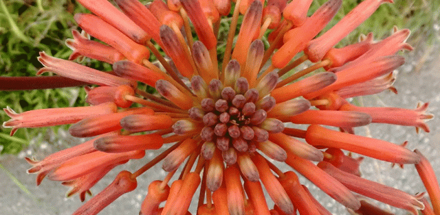 Aloe, Anne Strasser Blog, Daily, Flower, garden, Orange, Succulent, Star