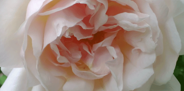 Anne Strasser Blog, Blossom, Daily, Flower, garden, Gruss an Aachen, Heirloom Rose, Rose, vintage Rose, Shell Pink