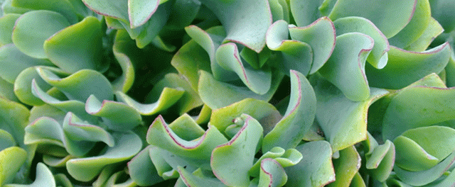 Anne Strasser Blog, Crassula ovata ‘Undulata, Daily, garden, Succulent
