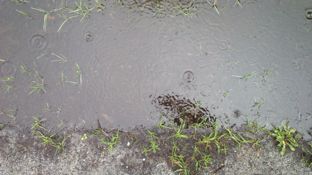Anne Strasser Blog, Daily, Drops, Montara CA, Puddle, rain, Rain drops, Water