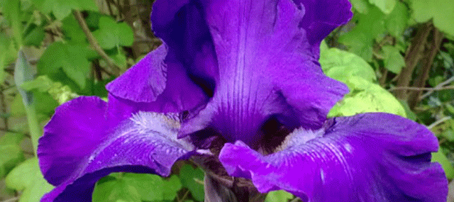 AnneStrasserBlog, Bearded Iris, Bloom, Blossom, Flower, garden, Iris, Purple