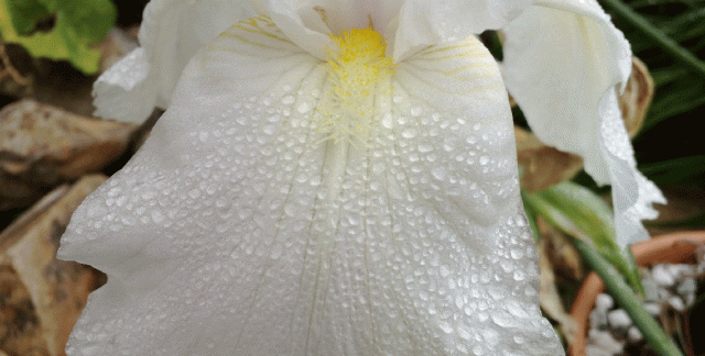 Anne Strasser Blog, Bearded Iris, garden, Iris, Water Drops, White, Dewdrops