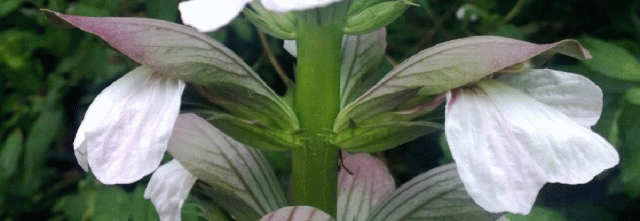 sld-acanthusflowerclose