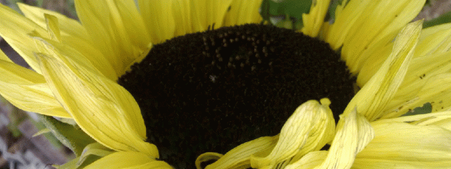 sld-sunflower1