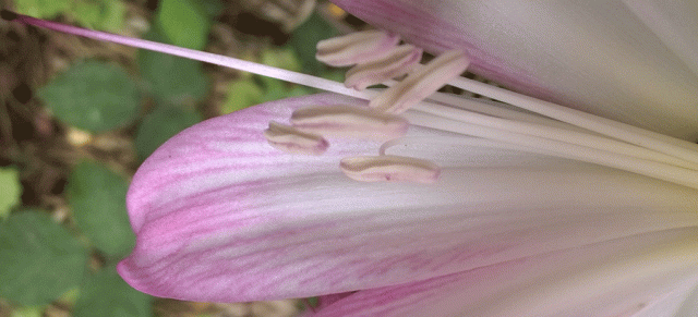 Amaryllis, Amaryllis belladonna, Anne Strasser Blog, AnneStrasserBlog, Belladonna Lily, Bloom, Blossom, Flower, garden, Naked Lady, Anne Strasser Blog