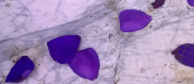 Princess flower, Marble, flower petals, petals, purple