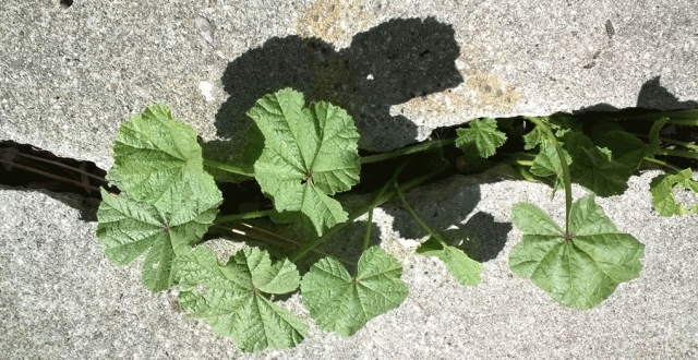 mallow plant garden leaves cement crack shadow weed persistence