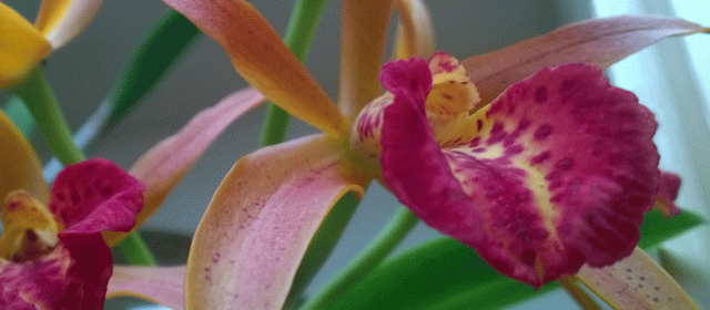 Anne Strasser Blog, AnneStrasserBlog, Bloom, Flower, garden, Orchid, unknown species