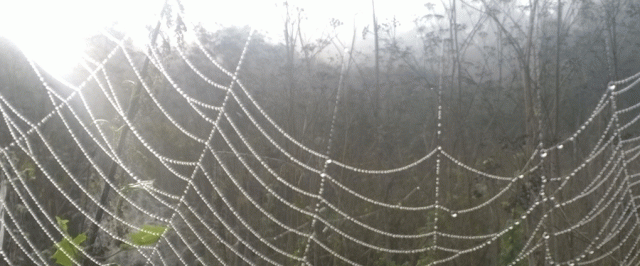 spiderweb, dew, morning