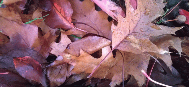 Fallen Leaves, Autumn