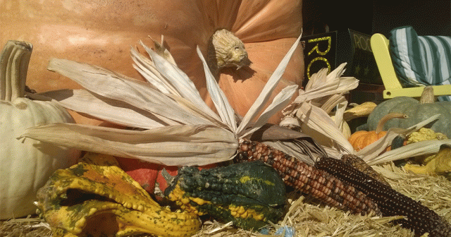 Harvest, Corn, Pumpkin, Straw, Thanksgiving, Indian Corn