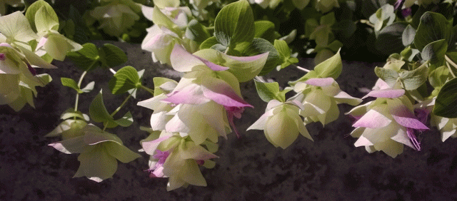 Oregana, Kent Pink, Ashland OR, Garden, Flower