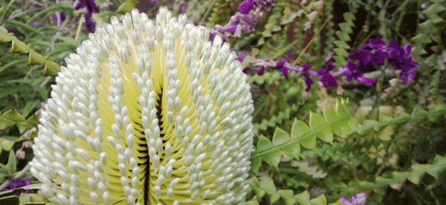 Protea, tropical, sage, banksia