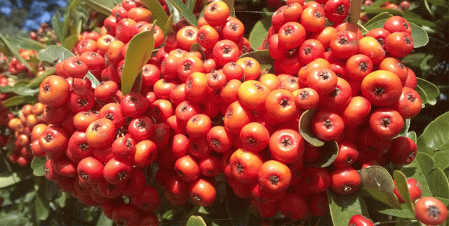 Pyracantha Berries, Garden, Firethorn