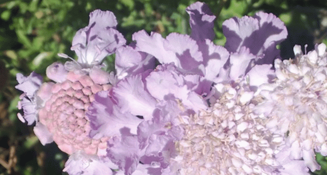 scabiosa, flower, shadows, violet