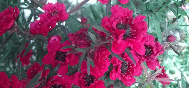 Anne Strasser Blog, AnneStrasserBlog, Flower, garden, Leptospermum, Leptospermum Scoparium, New Zealand Tea Tree, Tea Tree, Drought Tolerant