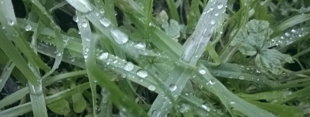 grass, raindrops, rain