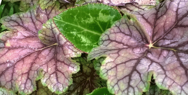 Heuchera, Cyclamen, Garden, Leaves, Anne Strasser Blog, AnneStrasserblog