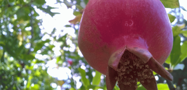 pomegranate, fruit, garden, tree, Punica granatum