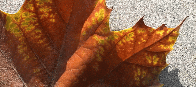 Leaf, Fall, Sycamore, Half Moon Bay CA