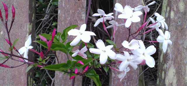 Jasmine, Pink Jasmine, Old Fence, Garden, Flower, Vine