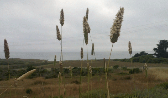 Grass, Montara, Montara Beach, Ocean View