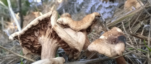 Mushroom, Nature, Dried, CA Native Plant, Montara