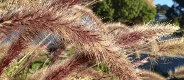 Purple Fountain Grass Seed Heads