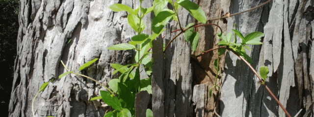 Honeysuckle on Eucalyptus, Garden