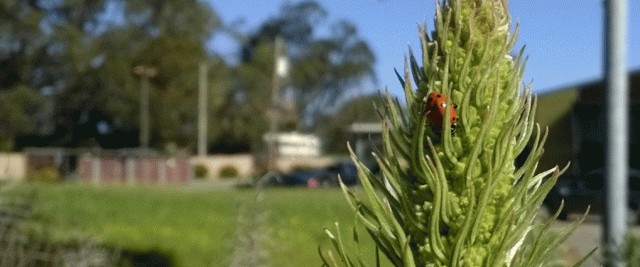 Ladybug on Echium, Linda Mar, Pacifica CA