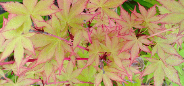 Sango Kaku Japanese Maple Acer Palmatum, New Growth