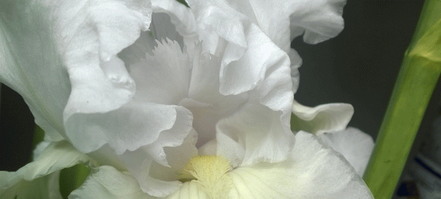 Frilly White Bearded Iris