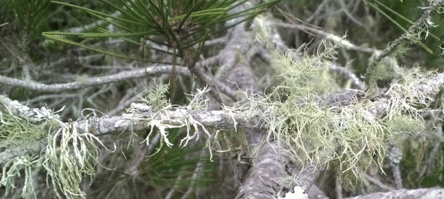 Lichen on a Branch  in Montara CA