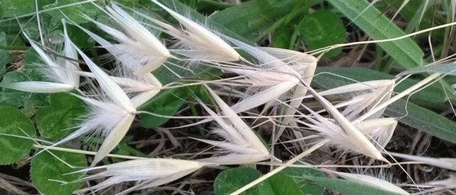 Dried Oats on Clover