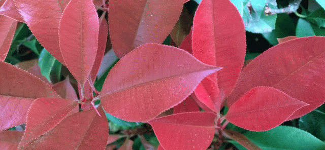 Photinia fraseri red new leaves