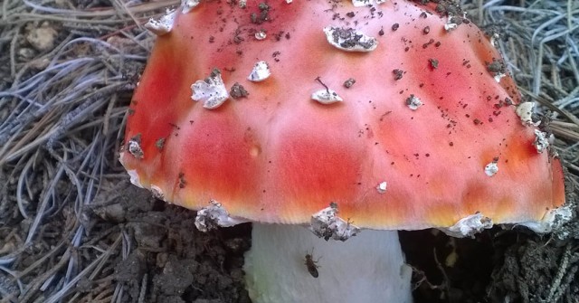 Mushroom Montara CA