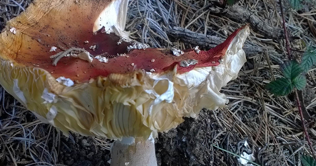 Mushroom, Montara CA