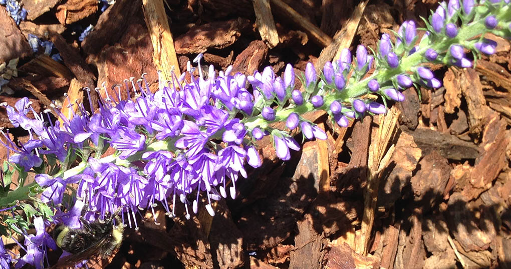 Purple Flower, Unknown Species