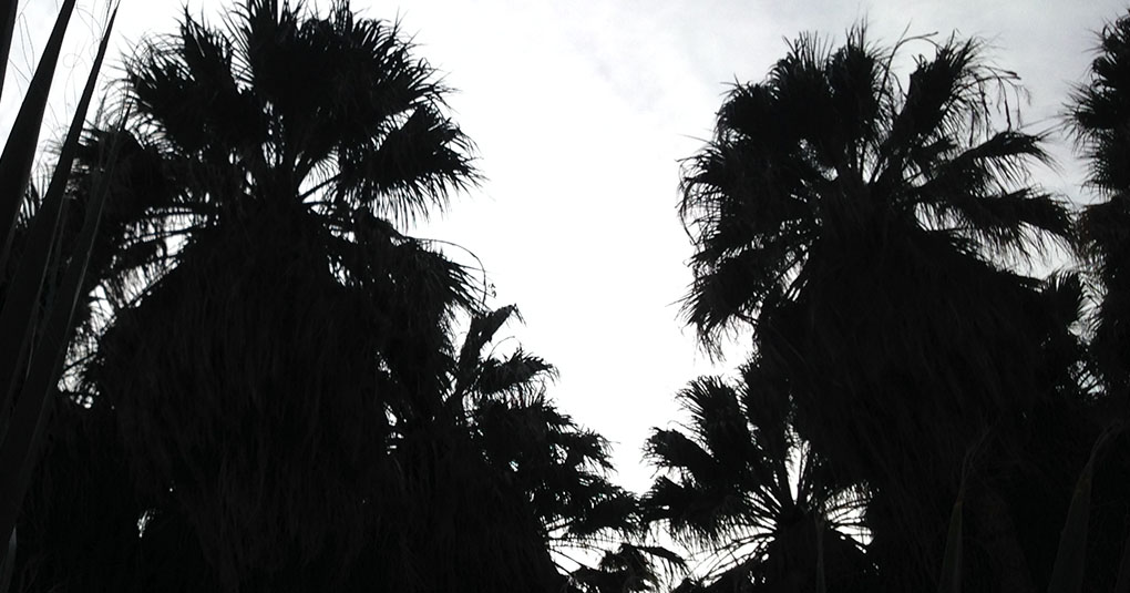 Palms Silhouette Anza Borrego CA